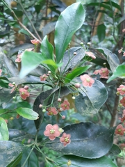 Euonymus laxiflorus