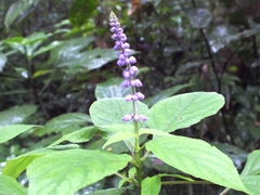 Salvia whitefoordiae