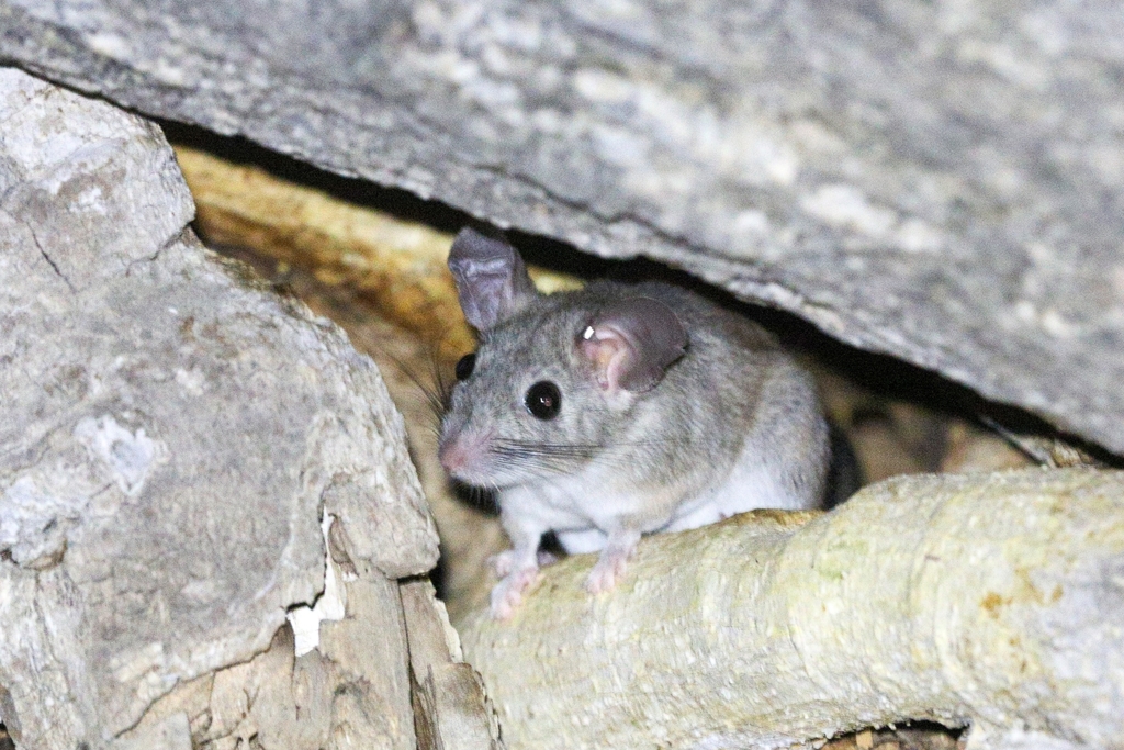 Bryant's Woodrat in July 2024 by Gerardo Marrón · iNaturalist