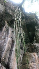 Disocactus speciosus speciosus