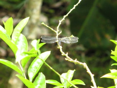 Agrionoptera longitudinalis biserialis