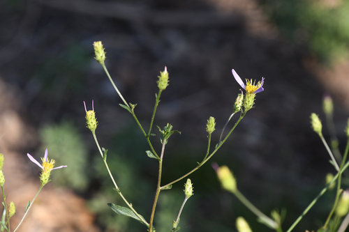 Siskiyou Aster (Doellingeria glabrata)