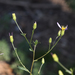 Siskiyou Aster - Photo (c) Chloe and Trevor Van Loon, some rights reserved (CC BY), uploaded by Chloe and Trevor Van Loon