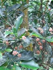 Euonymus laxiflorus