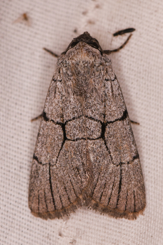 Sympistis ragani photo 3