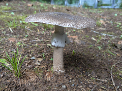 ヘビキノコモドキ