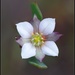 Boronia parviflora - Photo (c) Bill Higham,  זכויות יוצרים חלקיות (CC BY-NC-ND)