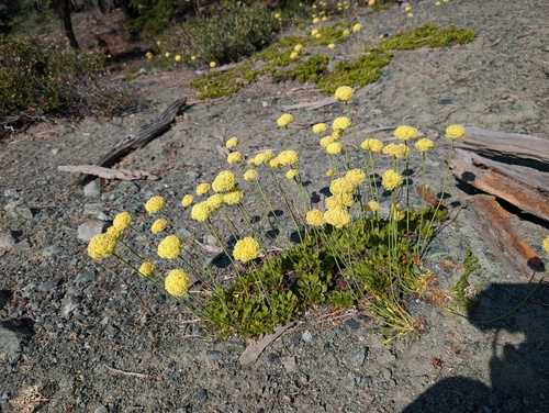 Klamath Mountain buckwheat (Eriogonum hirtellum)