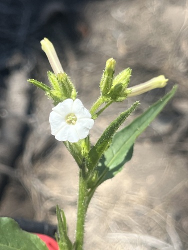 Image of Nicotiana attenuata by (c) T. J. Samojedny, some rights reserved (CC BY)