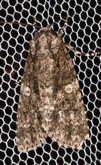 Acronicta afflicta