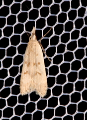 Dichomeris punctidiscellus