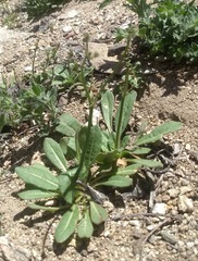 Eriogonum apiculatum