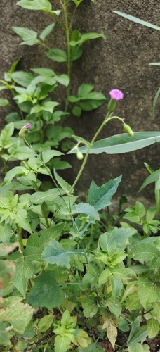 lilac tasselflower
