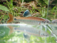 Alabama Shiner photo 4