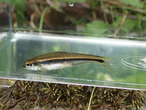 Coosa shiner (Notropis xaenocephalus) — Cyprinidae — 4