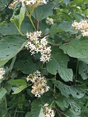 Viburnaceae