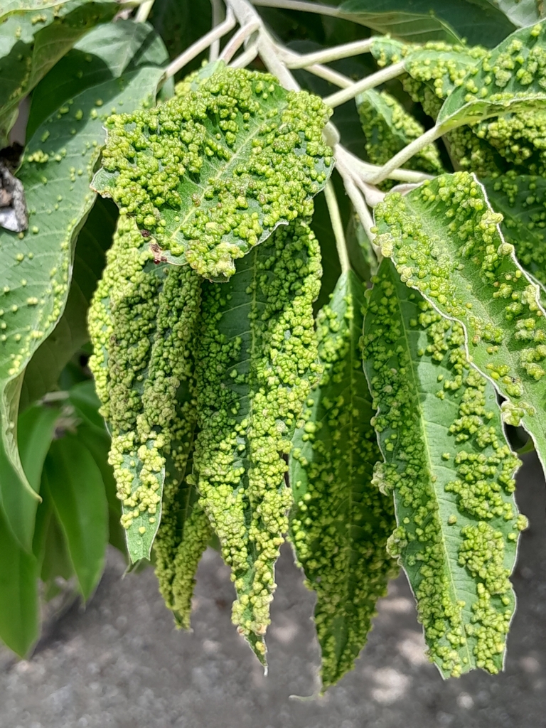 Acalitus santibanezi