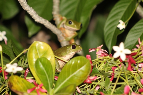 Mexican Giant Tree Frog, Agalychnis dacnicolor