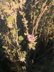 Malacothamnus arcuatus