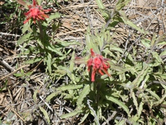 Castilleja applegatei
