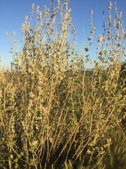 Malacothamnus arcuatus