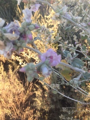 Malacothamnus arcuatus