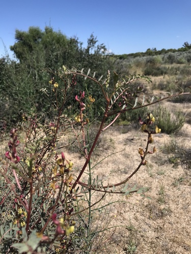 Astragalus douglasii var. perstrictus
