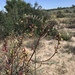 Astragalus douglasii perstrictus - Photo (c) Sula Vanderplank, algunos derechos reservados (CC BY), subido por Sula Vanderplank