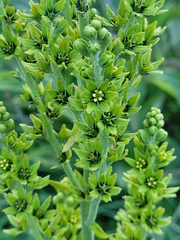 Veratrum viride