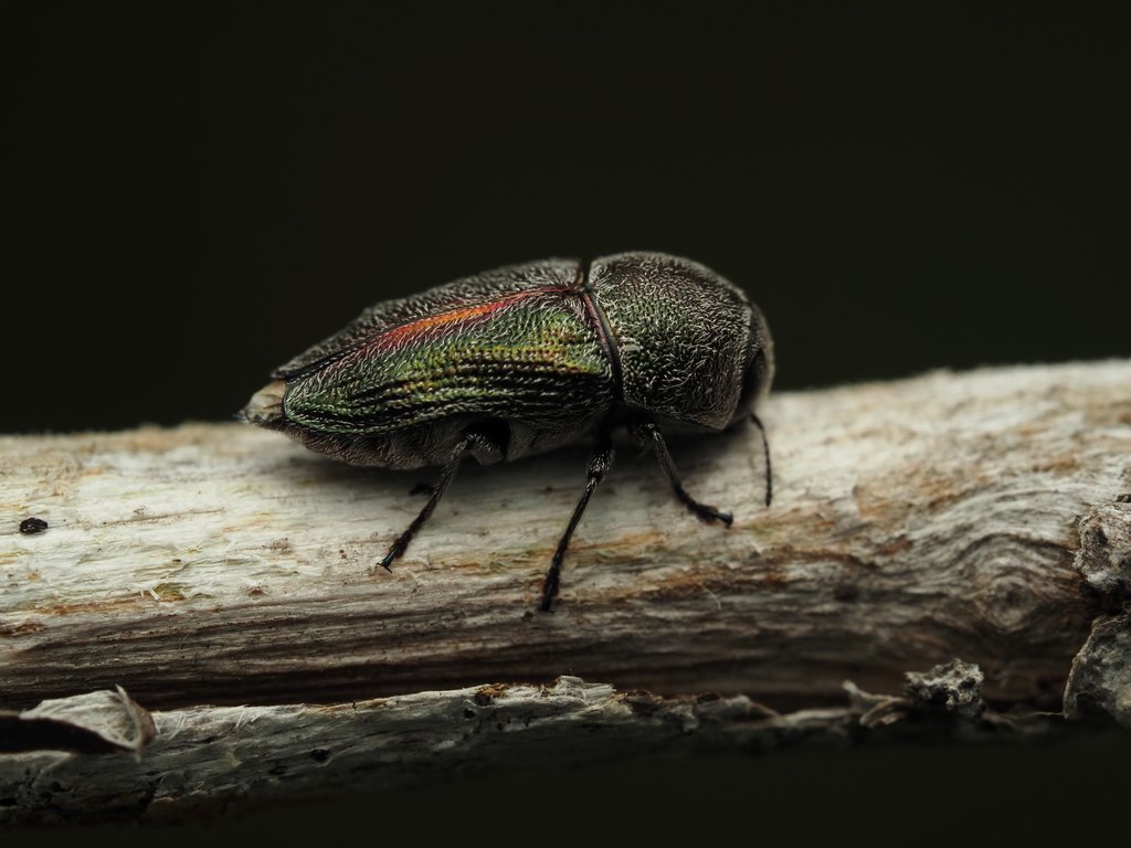Paratyndaris suturalis