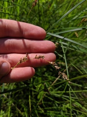 Carex prairea