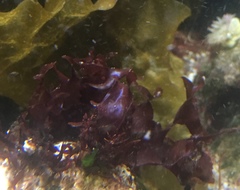 Chondrus crispus