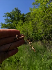 Carex prairea