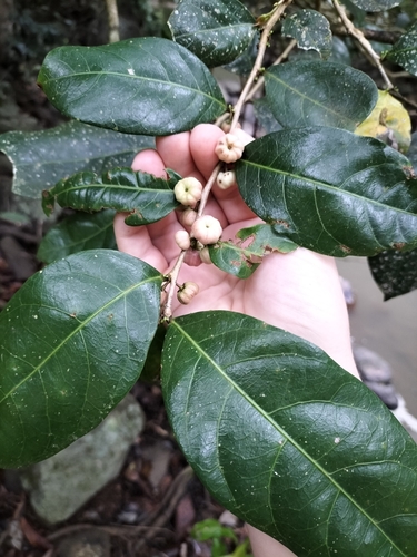 Buttonwood (Glochidion harveyanum)