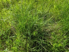 Carex prairea