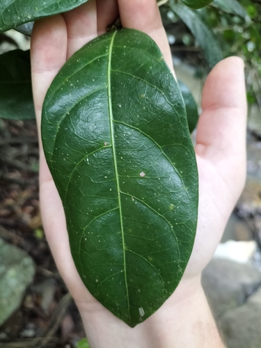 Image of Buttonwood (Glochidion harveyanum) by (c) Matthew Borella, some rights reserved (CC BY)