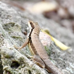Leiocephalus macropus