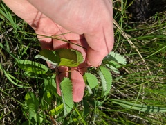 Sanguisorba canadensis