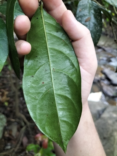 Image of Glochidion harveyanum by (c) Matthew Borella, some rights reserved (CC BY)