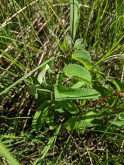 Sanguisorba canadensis