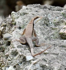 Leiocephalus macropus