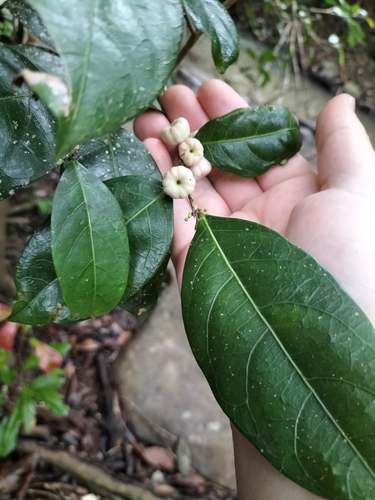 Image of Buttonwood (Glochidion harveyanum) by (c) Matthew Borella, some rights reserved (CC BY)
