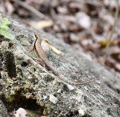 Leiocephalus macropus