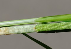 Carex aggregata