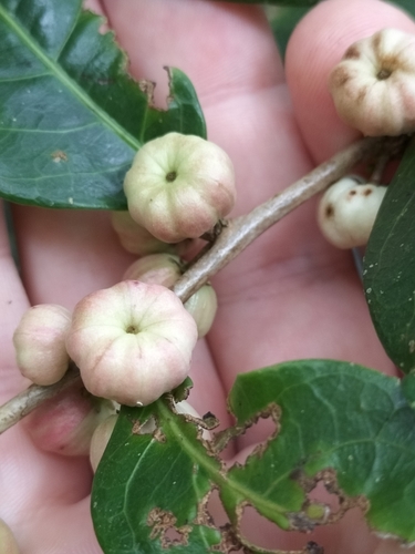 Image of Buttonwood (Glochidion harveyanum) by (c) Matthew Borella, some rights reserved (CC BY)