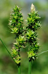 Carex aggregata