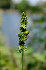 Carex aggregata