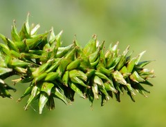 Carex aggregata