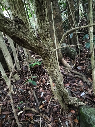 Image of Buttonwood (Glochidion harveyanum) by (c) Matthew Borella, some rights reserved (CC BY)