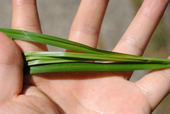 Carex aggregata